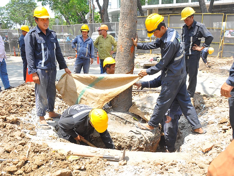 Sau thời gian tính toán, phương án đốn hạ hai cây sọ khỉ có đường kính lớn đã được thông qua 